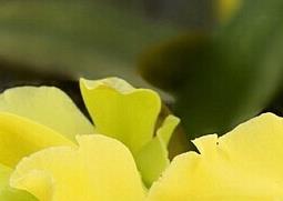 嘉德利亚兰的功效与作用