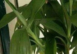 养水竹为什么要放铁钉（养水竹为什么要放铁钉子）