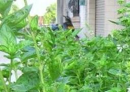 九层塔的功效与作用（金不换九层塔的功效与作用）