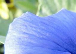 蝴蝶花的功效与作用 蝴蝶花的功效与作用点