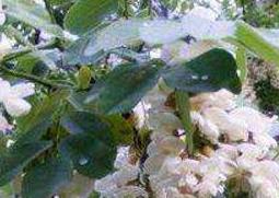 槐树花的功效与作用 槐树花的功效与作用及 图片