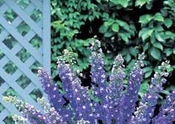 飞燕草图片（飞燕草图片 花语）