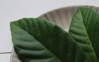 枇杷叶的功效与作用 枇杷叶的功效与作用图片