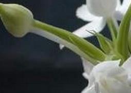 鹅毛玉凤兰的功效与作用（鹅兰草的作用）