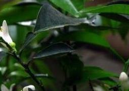 玳玳花的养植与修护 玳玳花的种植技术