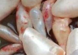 米鱼鱼鳔的功效与作用及药用价值(米鱼 鱼鳔)