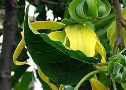 依兰纯露的功效与作用 依兰纯露的功效与作用图片