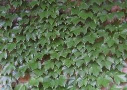 爬山虎的功效与作用（爬山虎的功效与作用,爬山虎的副作用）