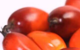 棕树果的功效与作用（棕树果的功效与作用及禁忌）