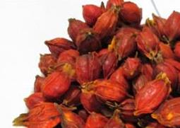 木芙蓉的功效与作用 木芙蓉的功效与作用配伍