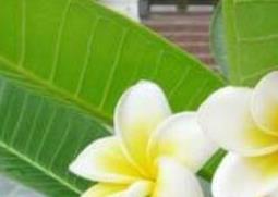 鸡蛋花的功效与作用(鸡蛋花的功效与作用及食用方法)