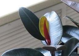 黑金刚怎么养 黑金刚怎么养护