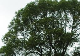 相思树的功效与作用（相思树的功效与作用及图片）