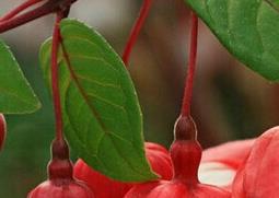 倒挂金钟的功效与作用（倒挂金钟花的功效）