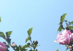 木槿花的功效与作用（木槿叶的功效与作用）