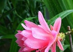 令箭荷花的养殖方法和注意事项(令箭荷花的养殖方法和注意事项昙花)