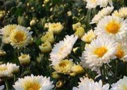 毫菊和杭白菊的区别(白菊花和杭菊的区别)