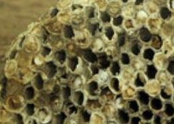 露蜂房与蜂巢的区别（露蜂房与蜂房的区别）