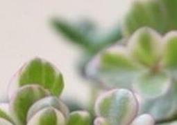 雅乐之舞的养殖方法和注意事项(雅乐之舞的养殖方法和注意事项有哪些)