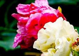 芙蓉花怎么养 出水芙蓉花怎么养