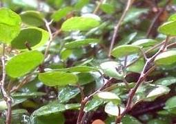 千叶花的功效与作用(千叶花的功效与作用禁忌)