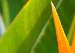 鹤望兰如何养 鹤望兰如何养好