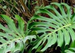 龟背竹的养殖方法(龟背竹的养殖方法和注意事项)