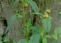 昭和草的功效与作用 对草的作用和功效