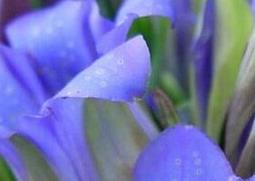 华丽龙胆的功效与作用（华丽龙胆的功效与作用图片）