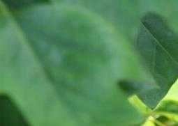 鹅掌揪的功效与作用 鹅掌有什么功效