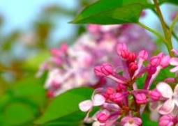 丁香花的种植方法以及养殖技巧 丁香花的种植方法以及养殖技巧图片