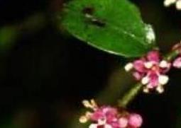 米碎花的功效与作用 米碎花的功效与作用图片