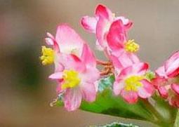 四季秋海棠的功效与作用 四季秋海棠的功效与作用及禁忌