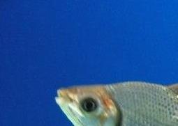 飞凤鱼能清理鱼缸吗 飞凤鱼需要多大鱼缸