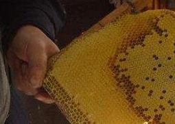 如何将蜂蜜与蜂蜡分离（蜂蜡是怎样在蜜里分离的）