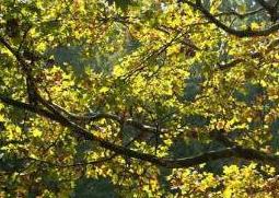 梧桐树的功效与作用（梧桐树有什么药用价值）