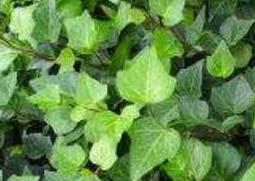 常青藤怎么养（常春藤怎么养护 常春藤怎么长得更好）