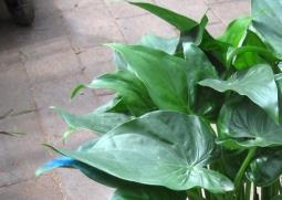 千手观音植物叶子发黄怎么养 千手观音黄叶怎么回事