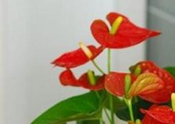 盆栽火鹤花的养殖方法（盆栽火鹤花的养殖方法和技术）