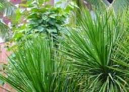 龙血树怎么养 龙血树怎么养护和注意哪些事情