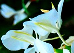 白蝴蝶花怎么种（白蝴蝶花怎么种植方法）