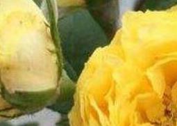 金丝雀花如何养殖 金丝雀花如何养殖的