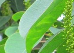 乌桕蜜的功效与作用（乌桕蜜的功效与作用图片）