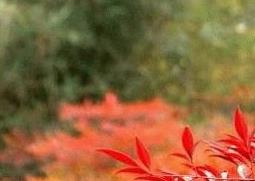 南天竹的功效与作用 南天竹的功效与作用及禁忌