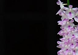 多花指甲兰的功效与作用（多花指甲兰的功效与作用及图片）