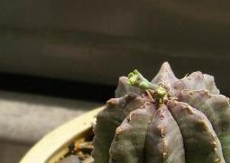 贵青玉的功效与作用（贵青玉的功效与作用是什么）