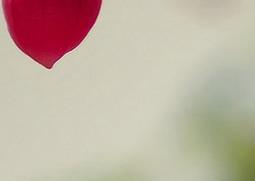 倒挂金钟的养殖方法全解 倒挂金钟怎样养殖