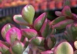 雅乐之舞的作用与功效 雅乐之舞有什么用