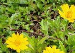 蟛蜞菊的功效与作用（蟛蜞菊的功效与作用及食用方法、副作用与禁忌）