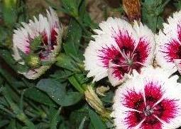 山竹花和石竹花的区别(山竹花是什么样的)